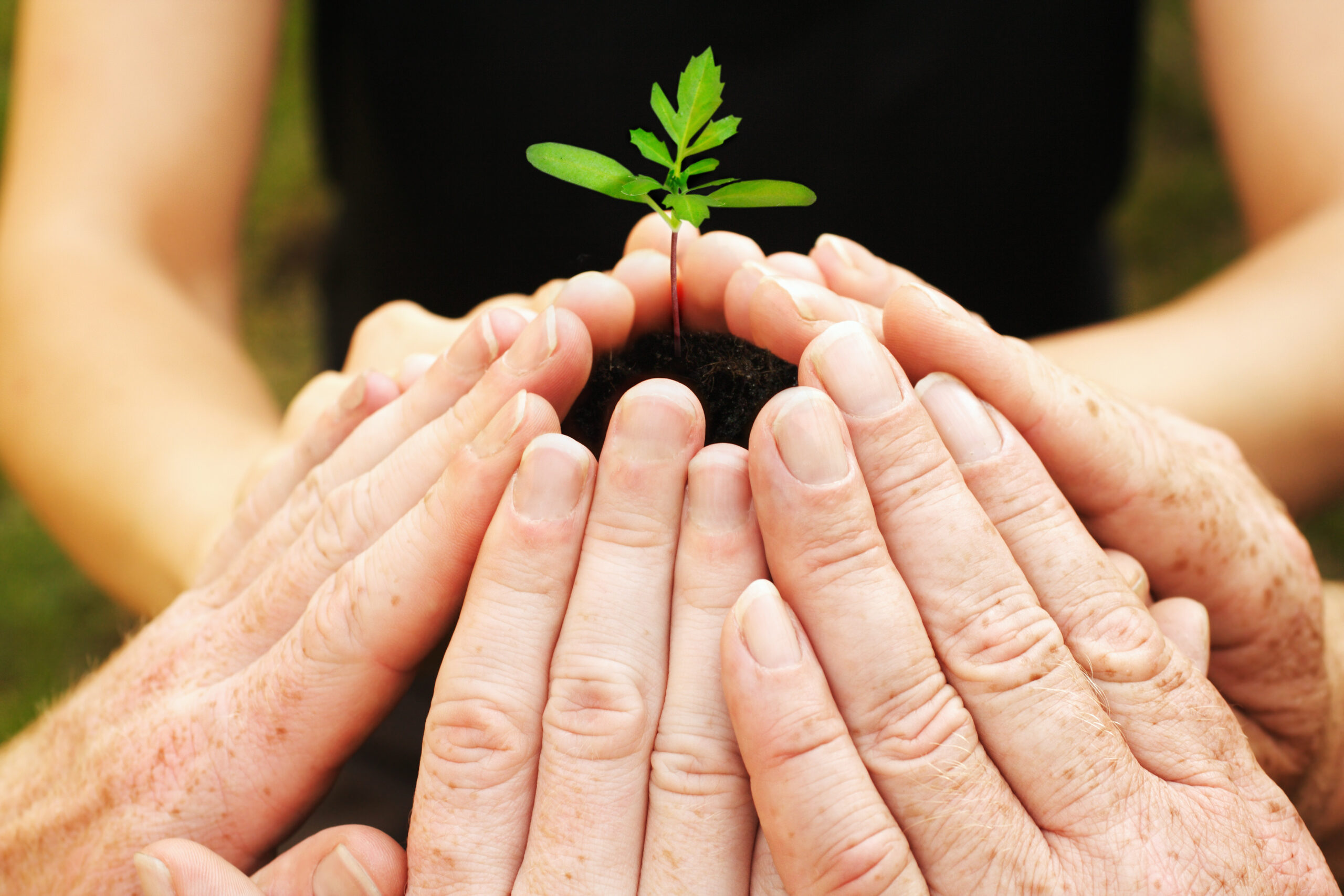 Mehrere Hände halten gemeinsam kleine Pflanze in Erde